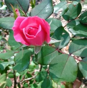 Meet your Posher, Bj